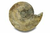 Jurassic Ammonite (Sigaloceras) Fossil - Gloucestershire, England #279558-1
